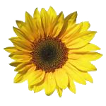solros